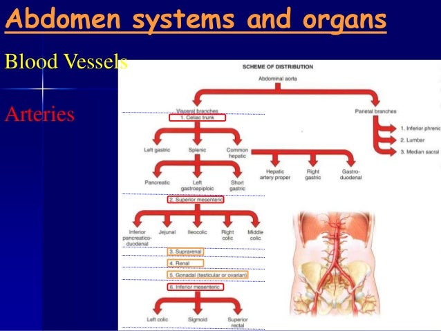 Anatomy 210 abdomen & pelvis for semester ii year 2012-2013