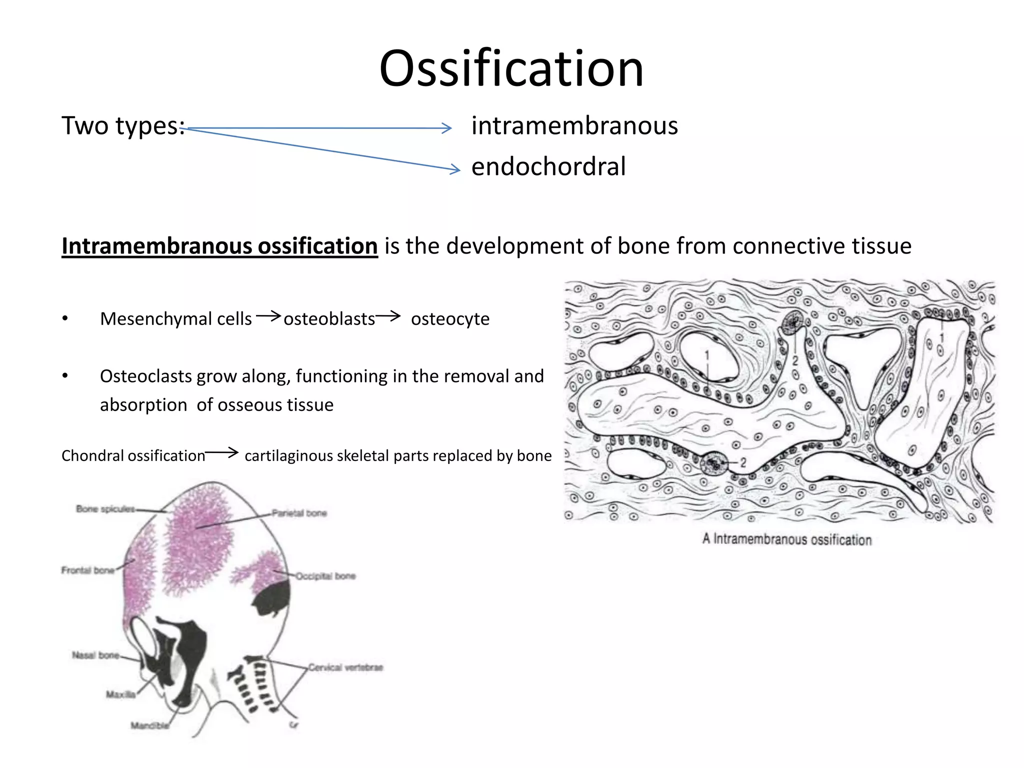  inorganic saltsIn embryonic period bone model exists as cartilageEach bone has a different maturing period			Periosteum covers all parts of bone for:Protection nourishment