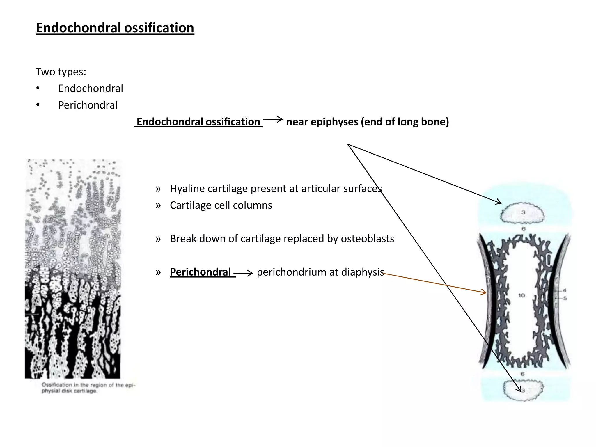 Long bone growing in lengthLong bone growing in widthOsteoclasts remove bone tissueOsceocytes produce new bone tissue
