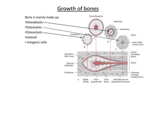 Growth of bones Bone is mainly made up: ,[object Object]