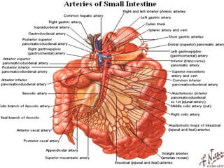 Anatomy abdomen.ppt Presentation for Abdomen | PPT