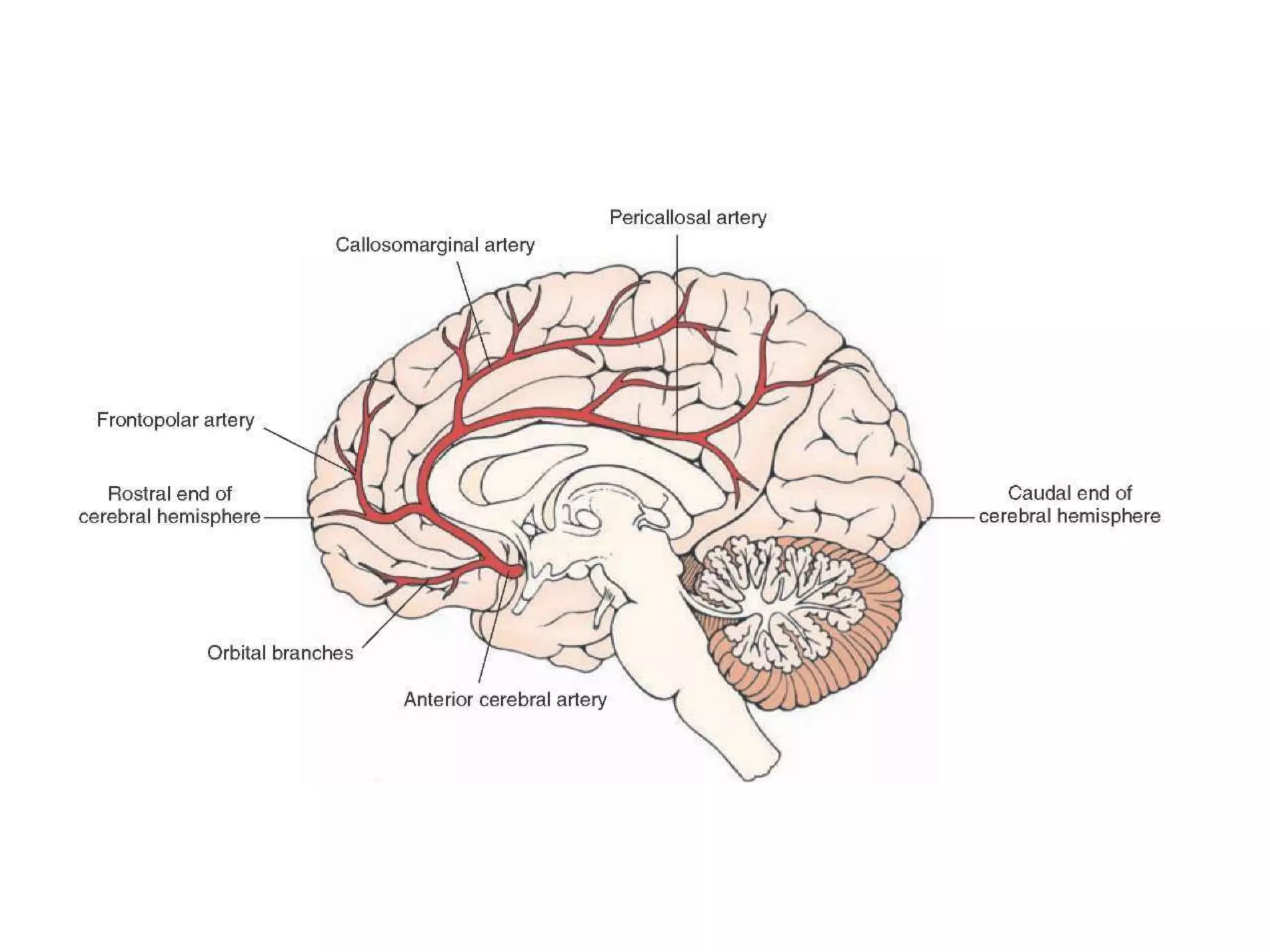 Anatomy of the anterior cerebral artery (ACA) | PPT
