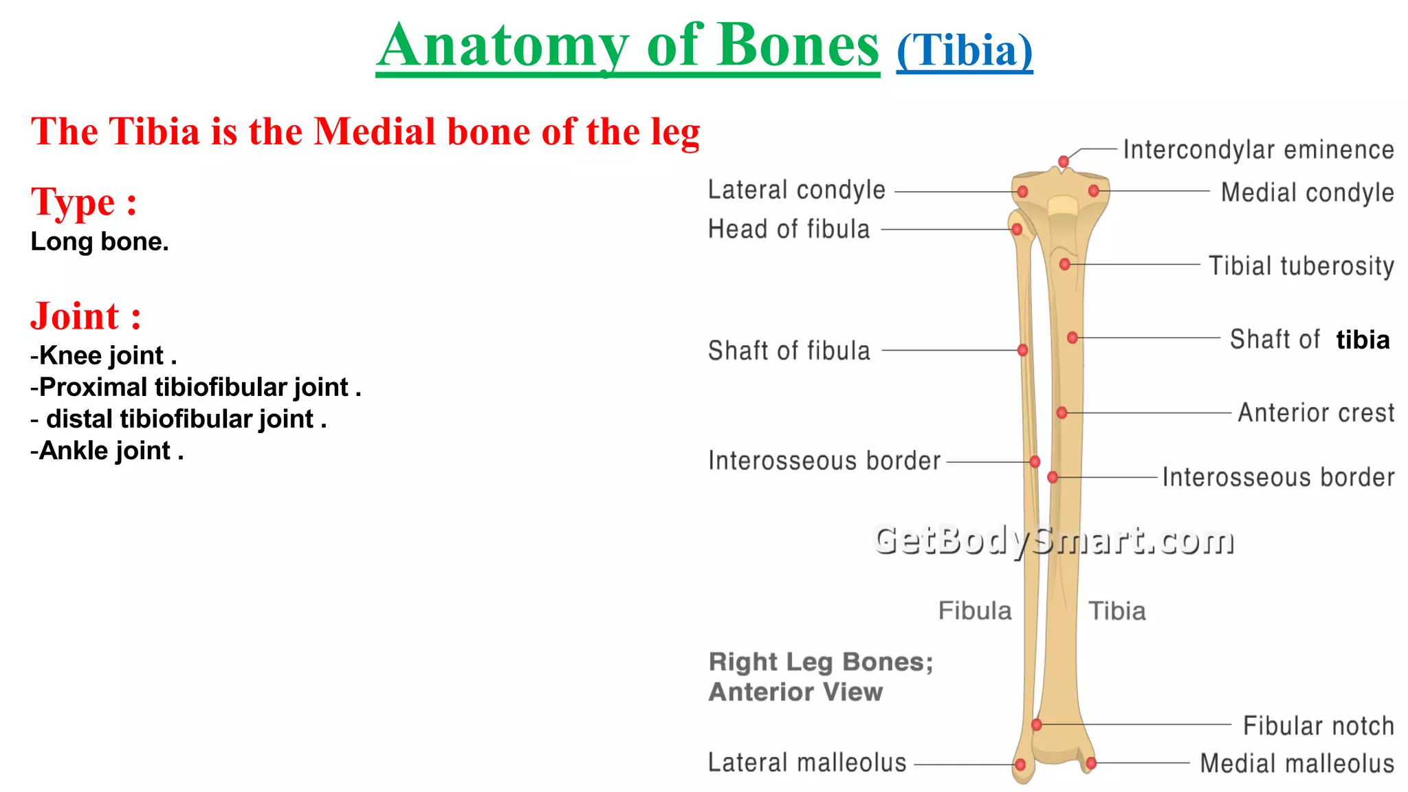 Anatomy (anatomy of bone, joint and muscles of lower limb) | PDF
