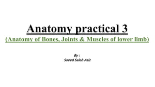 Muscle/bone Practical Anatomy (anatomy of bone, joint and muscles of lower limb) | PDF