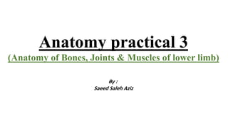 Anatomy practical 3
(Anatomy of Bones, Joints & Muscles of lower limb)
By :
Saeed Saleh Aziz
 