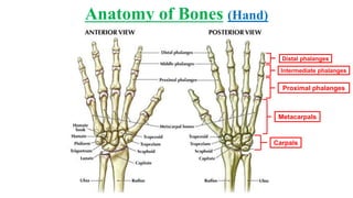 Intermediate Hand Anatomy (anatomy of bone, joint & muscles of upper limb) | PDF