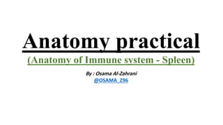 Anatomy practical
(Anatomy of Immune system - Spleen)
By : Osama Al-Zahrani
@OSAMA_Z96
 