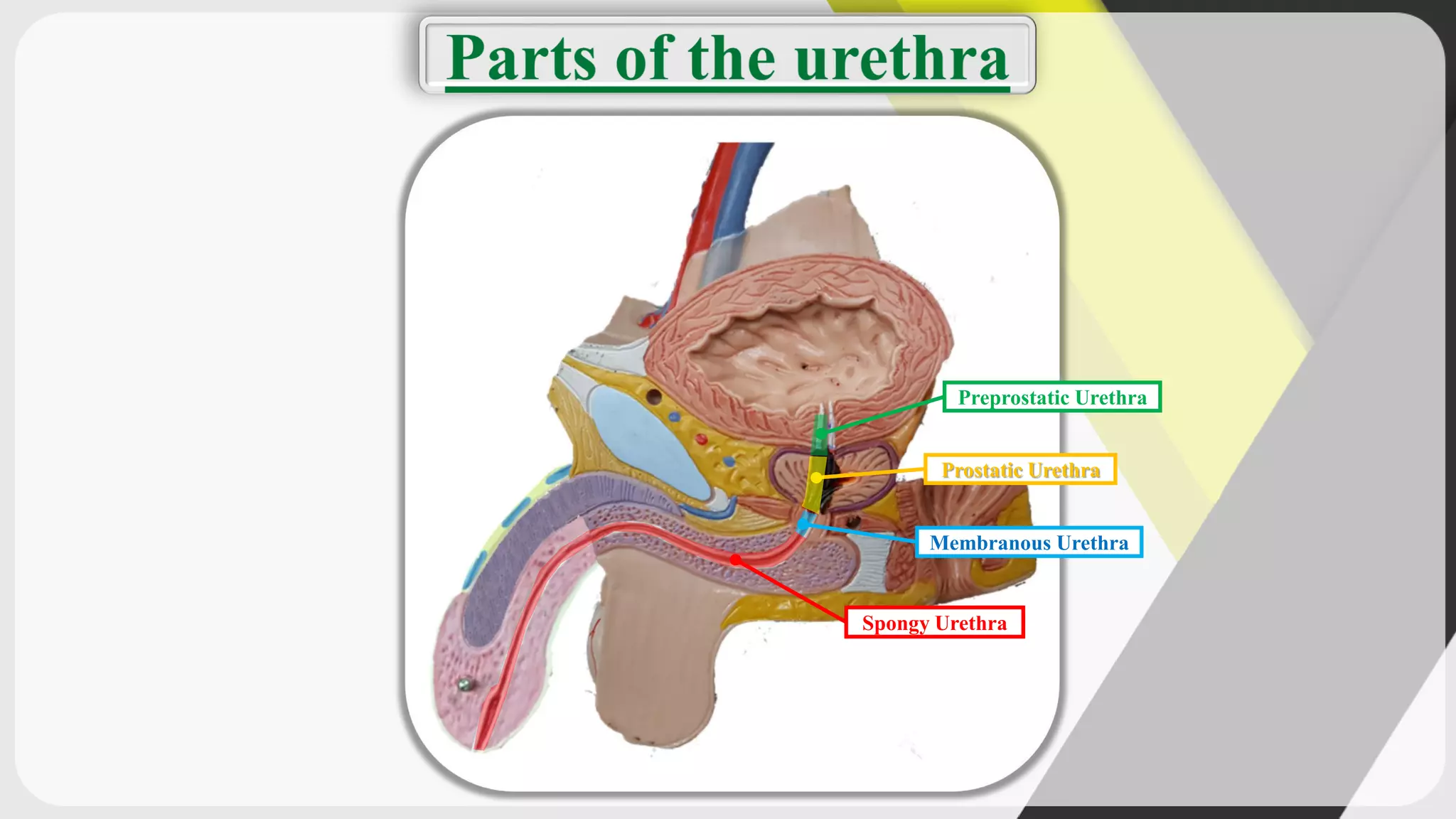 Anatomy (anatomy of male genital tract) | PDF
