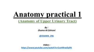 Anatomy practical 1
(Anatomy of Upper Urinary Tract)
By :
Osama Al-Zahrani
@OSAMA_Z96
Video :
https://www.youtube.com/watch?v=CceHRrwOyPA
 