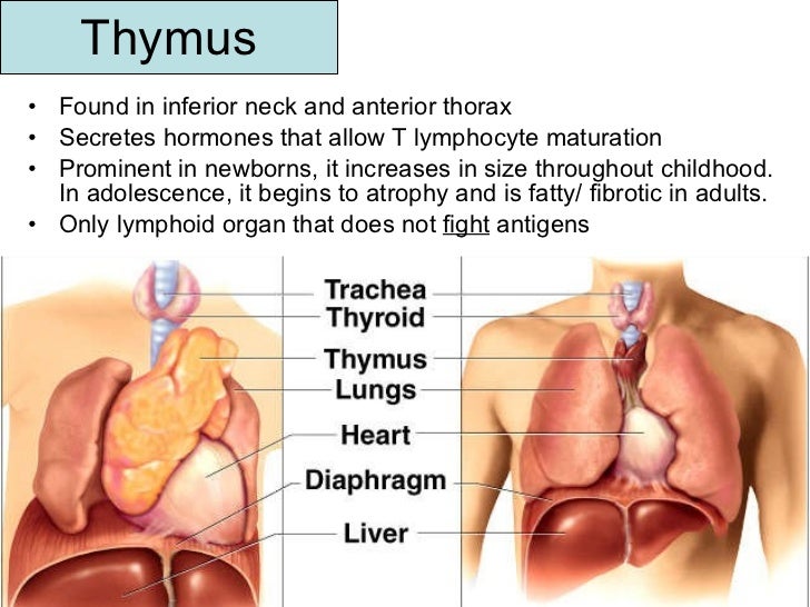 Иммунная система тимус. Тимус латынь.