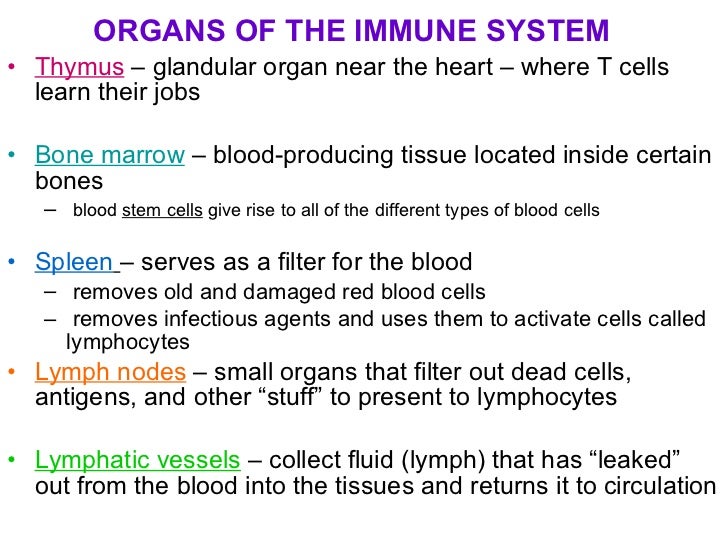 Anatomy and biology of immune system lecture notes