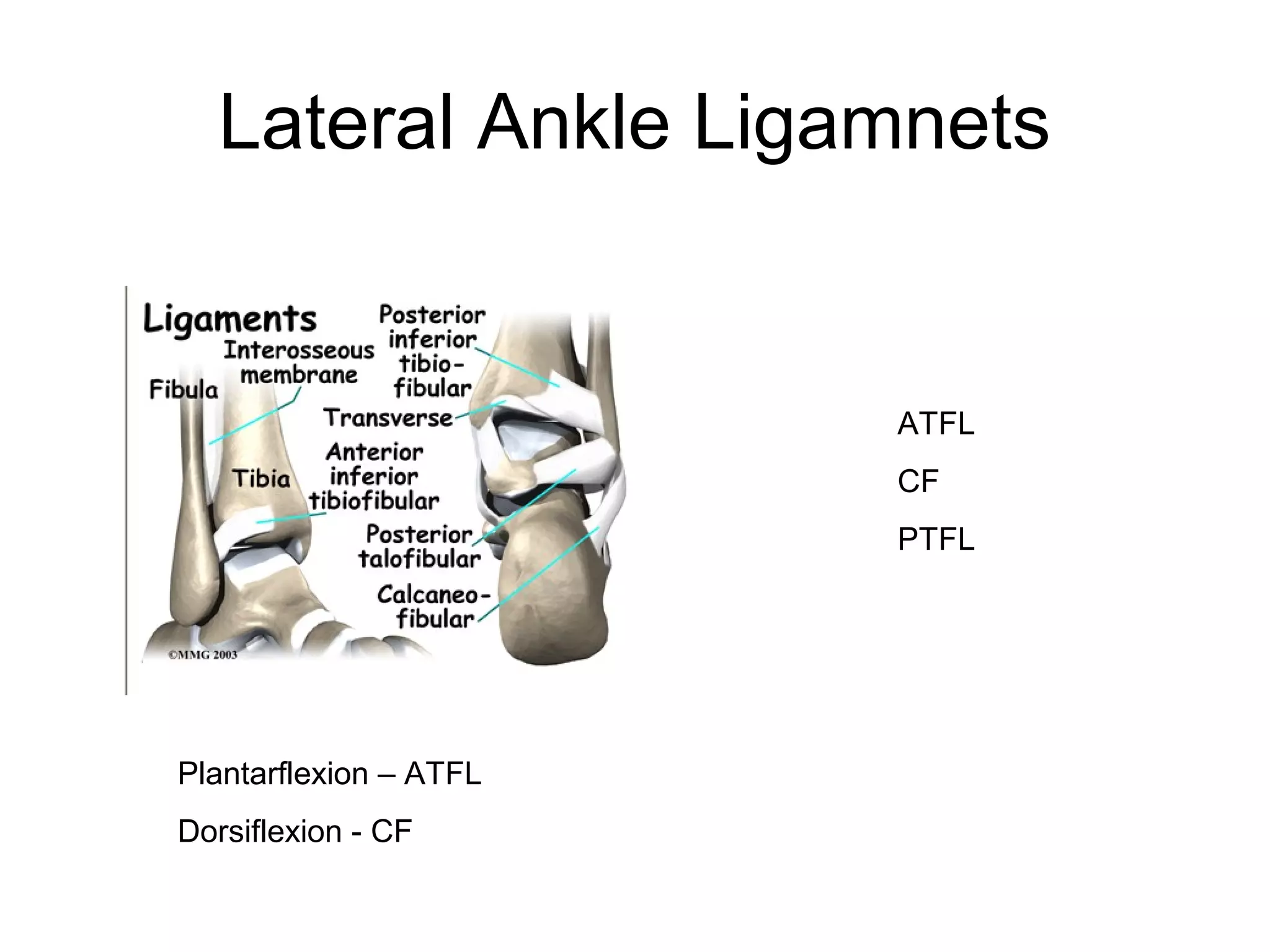 Anatomy and biomechanics of the foot and ankle - Derek Park | PPT