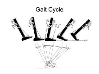 Gait Cycle
 