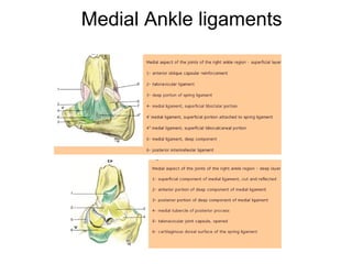 Medial Ankle ligaments
 