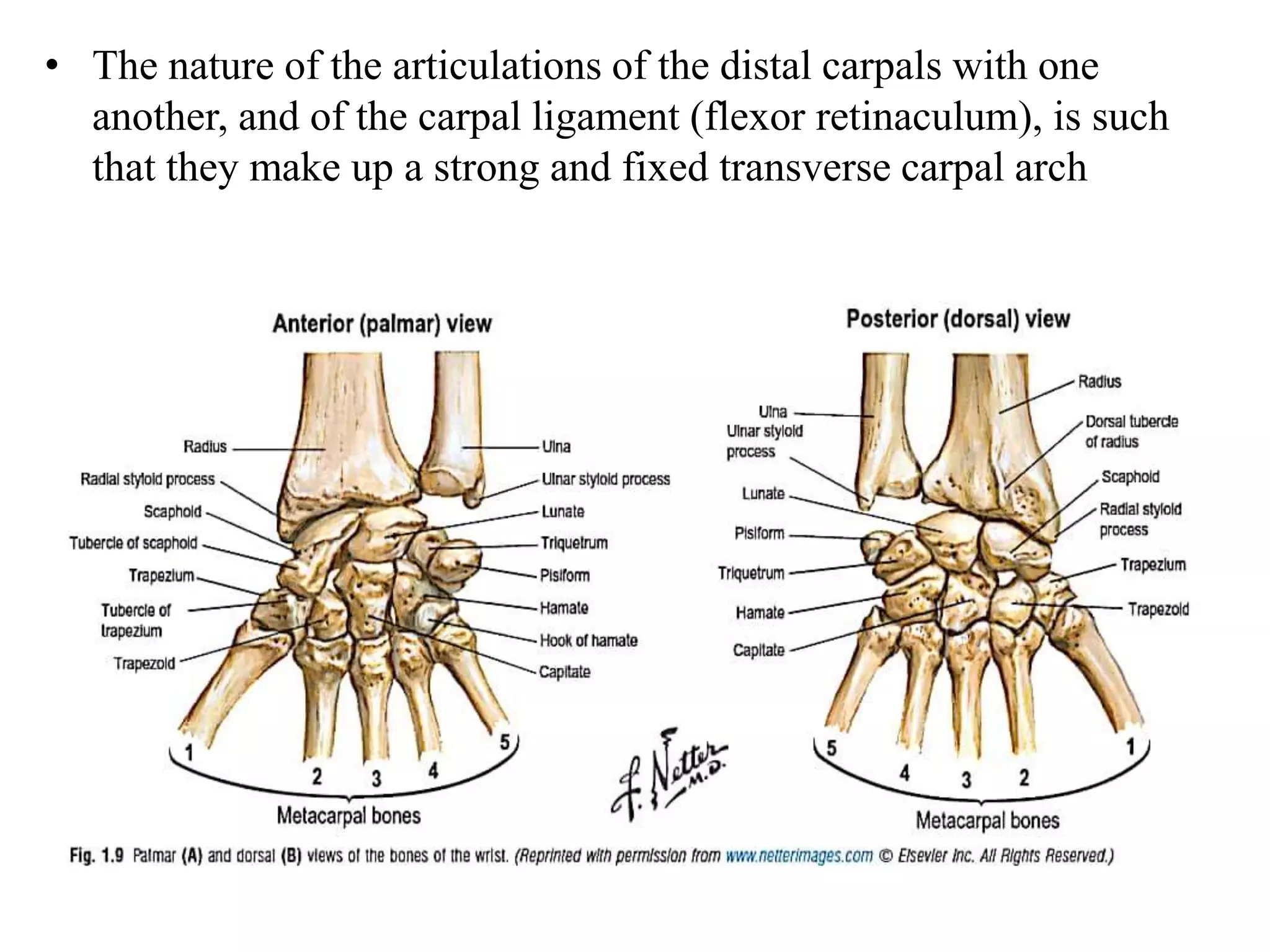 Anatomy and biomechanics of hand | PPTX