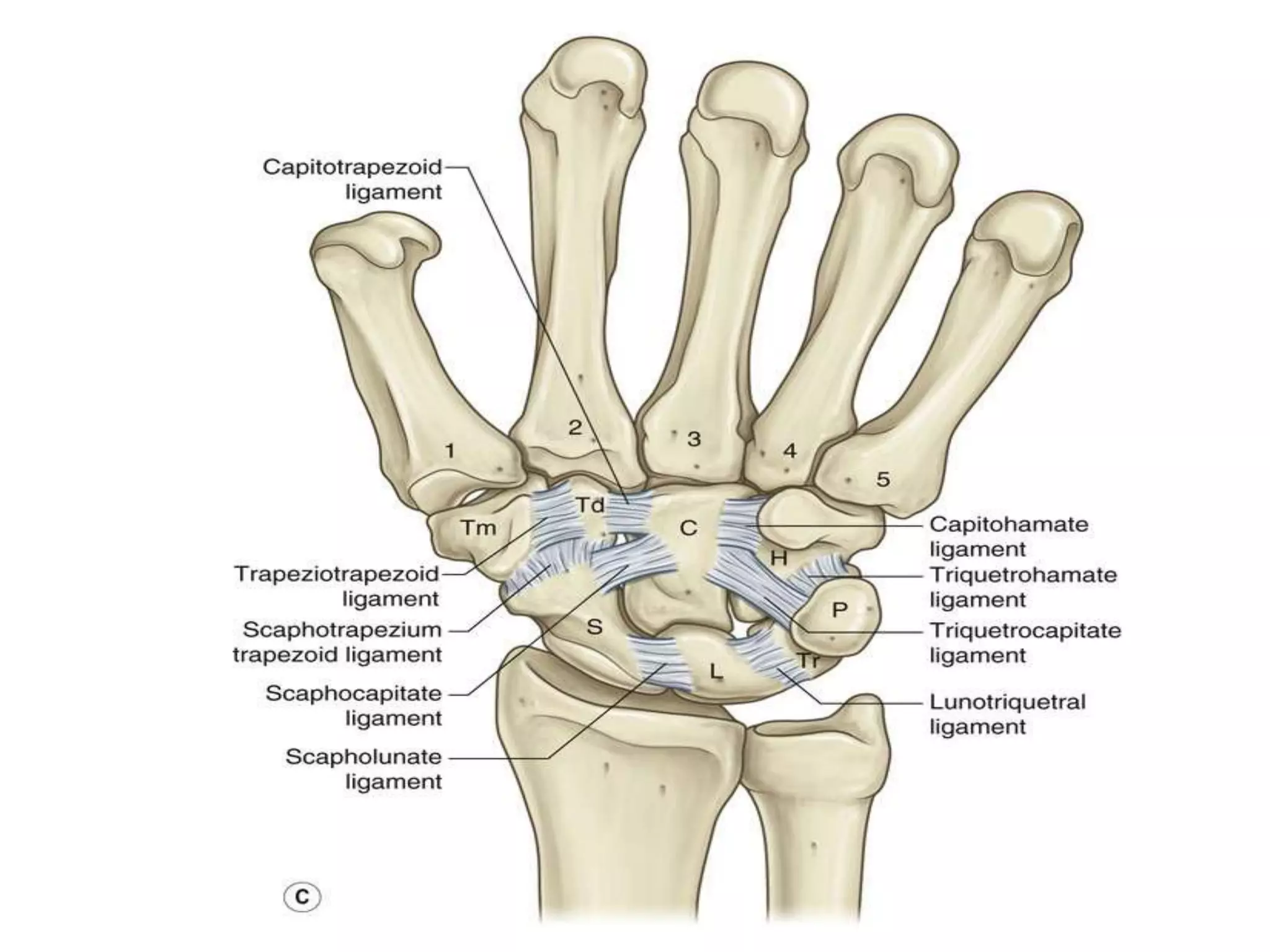 Anatomy and biomechanics of hand | PPTX