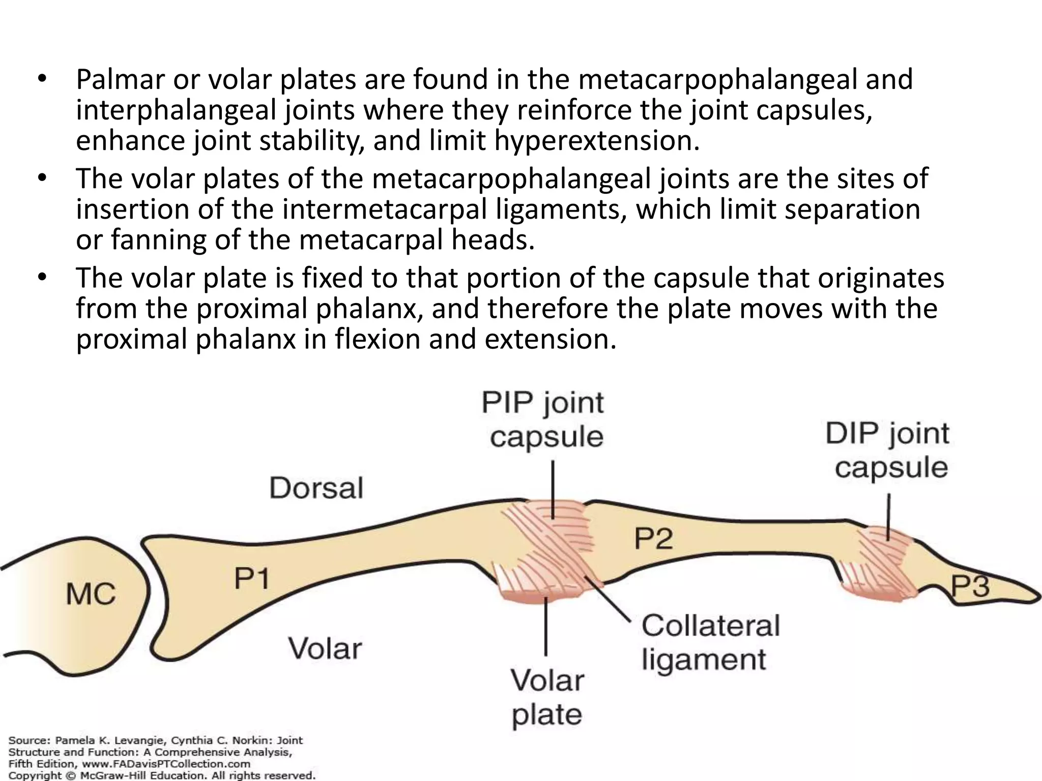 Anatomy and biomechanics of hand | PPTX