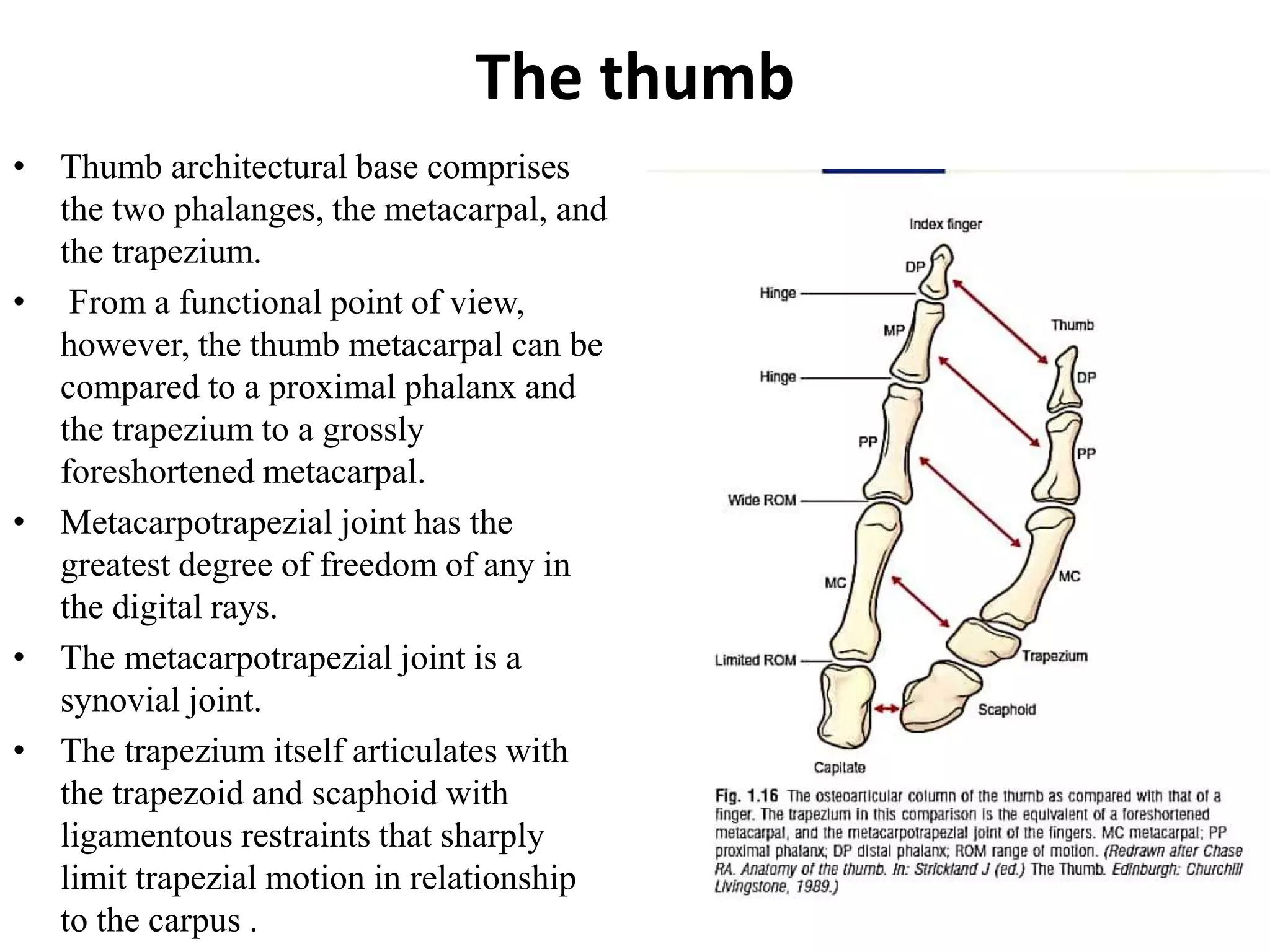 Anatomy and biomechanics of hand | PPTX
