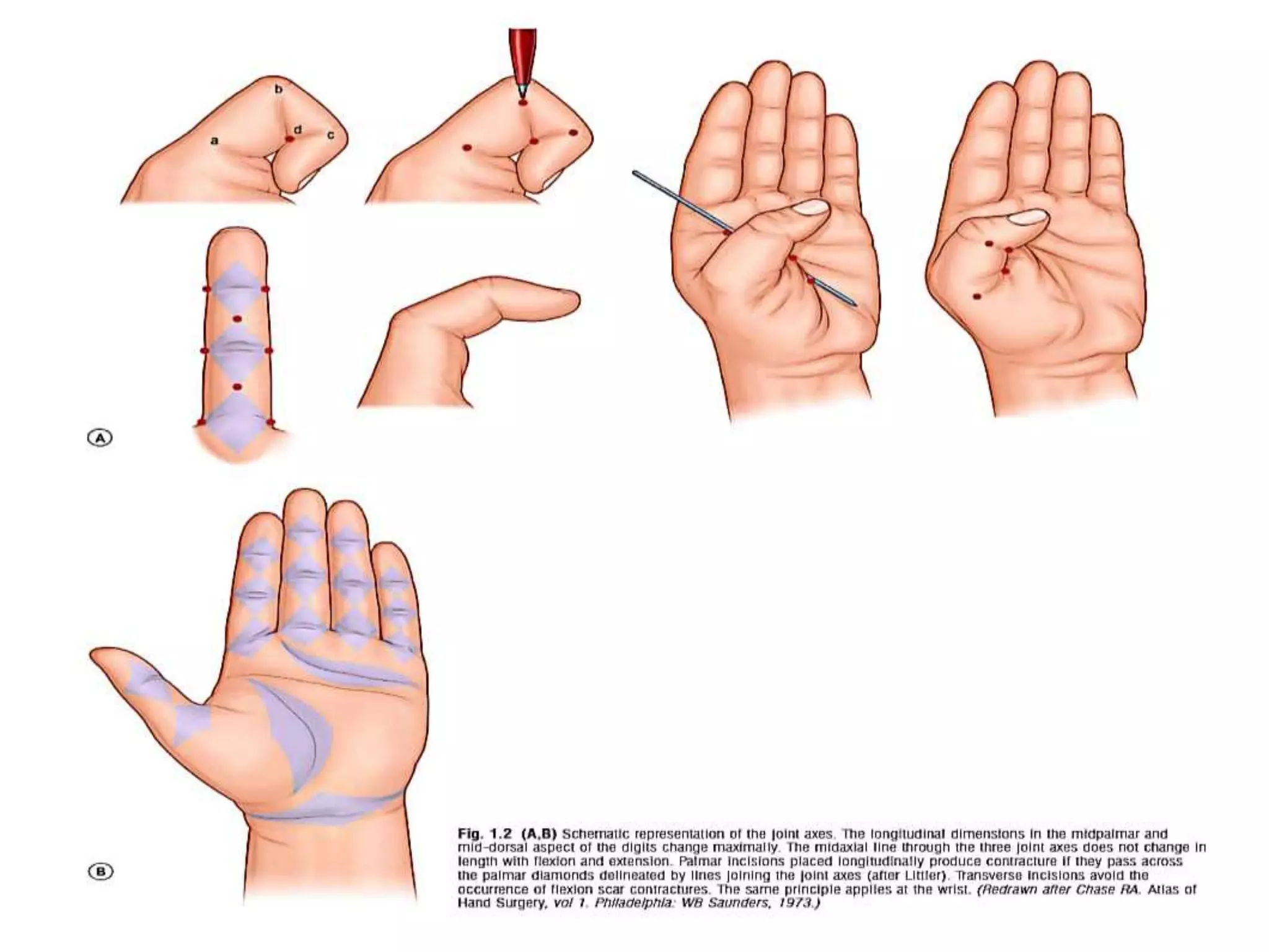 Anatomy and biomechanics of hand | PPTX
