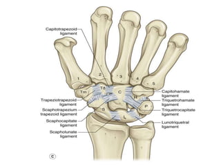 Hand Move System Anatomy and biomechanics of hand | PPTX