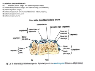 Extensor Digitorium Compartment Anatomy and biomechanics of hand | PPTX