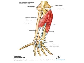 Anatomy and biomechanics of hand | PPTX