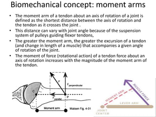 Anatomy and biomechanics of hand | PPTX