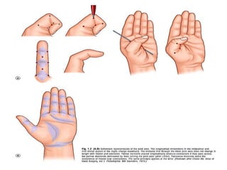Anatomy and biomechanics of hand | PPTX