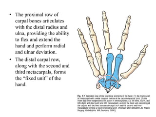 • The principal articulation of the carpus is with the distal surface of the radius. The articular
surface of the radius s...