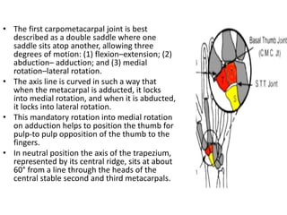 • There is a stout intermetacarpal ligament between the base of
the first metacarpal and the adjacent base of the second
m...