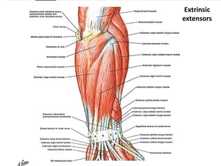 • Mammalian muscle tissue is considered to
produce a maximal stress of around 35
N/cm2,
 