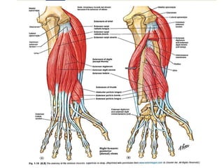 • The extensor digitorum is a series of tendons with a common
muscle belly that enters into the central extensor of each o...