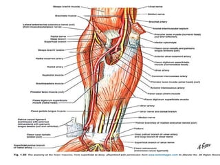 • The hypothenar muscles are all innervated by the
ulnar nerve. These four muscles include the
palmaris brevis, abductor d...