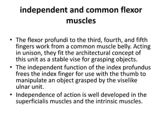 Anatomy and biomechanics of hand