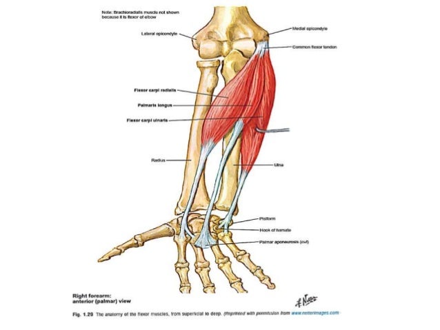 Anatomy and biomechanics of hand