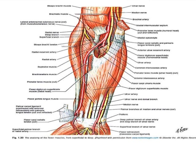 Anatomy and biomechanics of hand