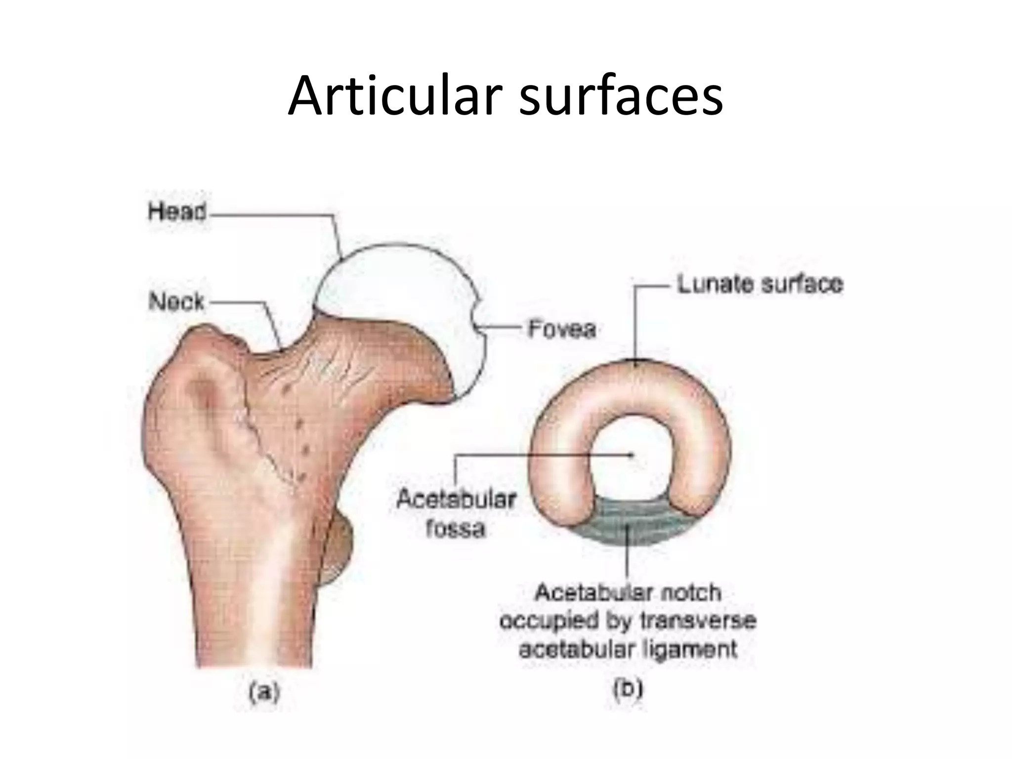 Hip Rim Anatomy and biomechanics of Hip joint | PPTX