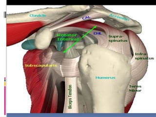 Shoulder Commplex Comprehensive Anatomy and Biomechanics of the Shoulder Joint Complex | PPTX