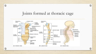 Anatomy and Biomechanics Of Thoracic Spine by Gagan.pptx