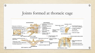 Anatomy and Biomechanics Of Thoracic Spine by Gagan.pptx
