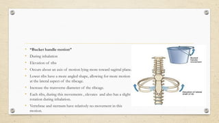 Vertebral Rptation With Rib Rotation Anatomy and Biomechanics Of Thoracic Spine by Gagan.pptx