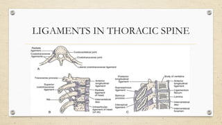 Anatomy and Biomechanics Of Thoracic Spine by Gagan.pptx