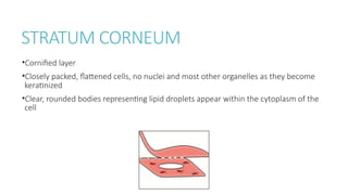 Comprehensive Overview of Gingiva Anatomy and Development in ...