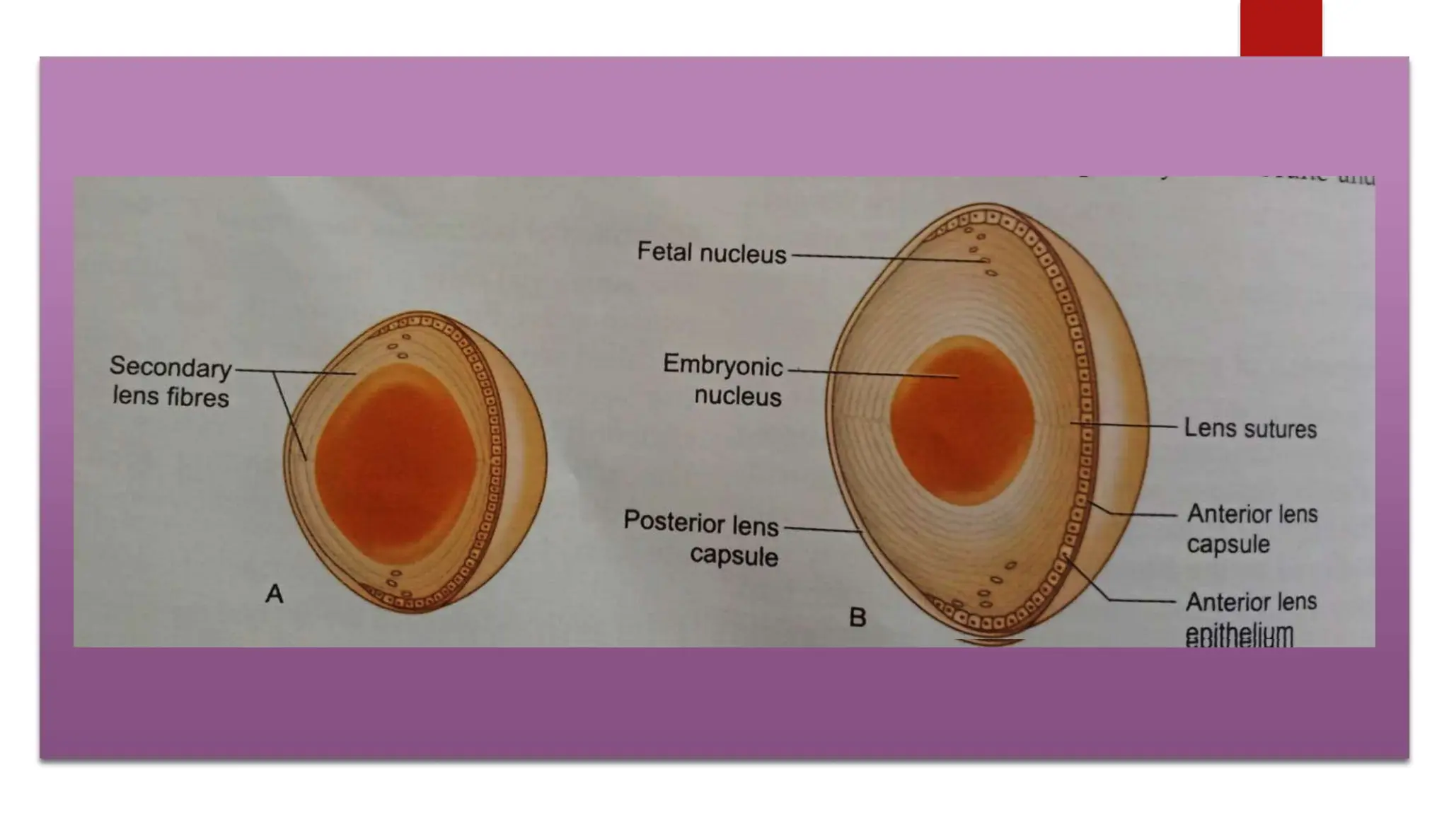 ANATOMY AND DEVELOPMENT OF THE HUMAN EYE. | PPTX