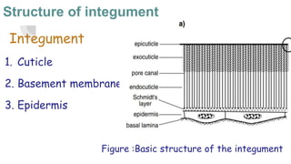 Integumentos Anatomy and elementary physiology of integumentry systems of insects | PPTX
