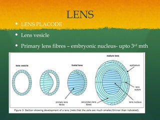 ANATOMY AND EMBRYOLOGY OF EYE 1st chapter.pptx