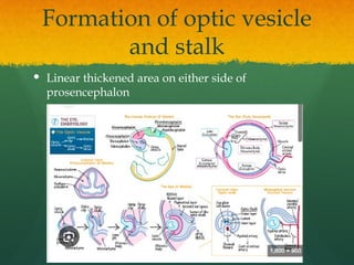 Linear Vesicles ANATOMY AND EMBRYOLOGY OF EYE 1st chapter.pptx