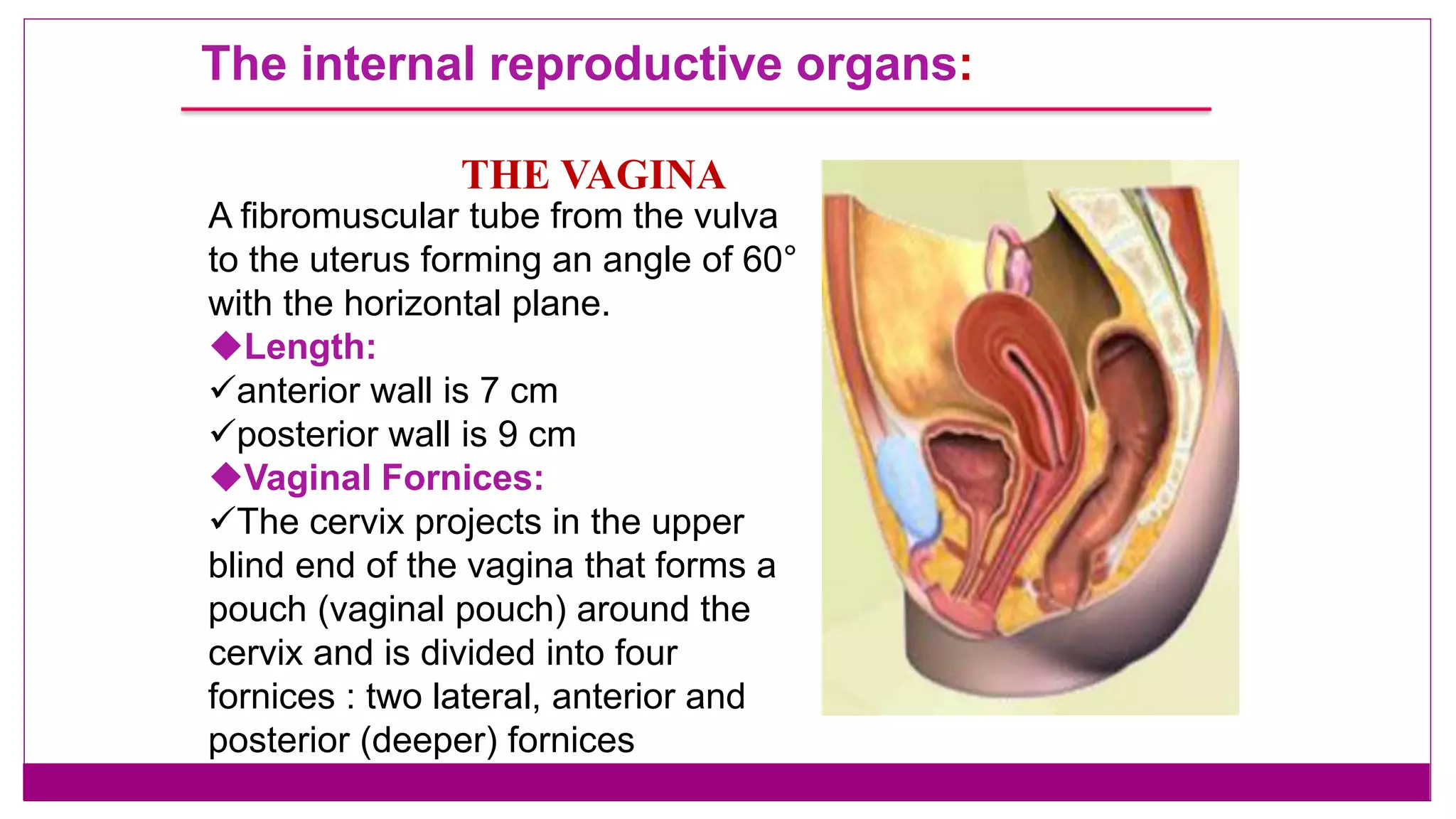 Anatomy and embryology of female reproductive system | PPTX