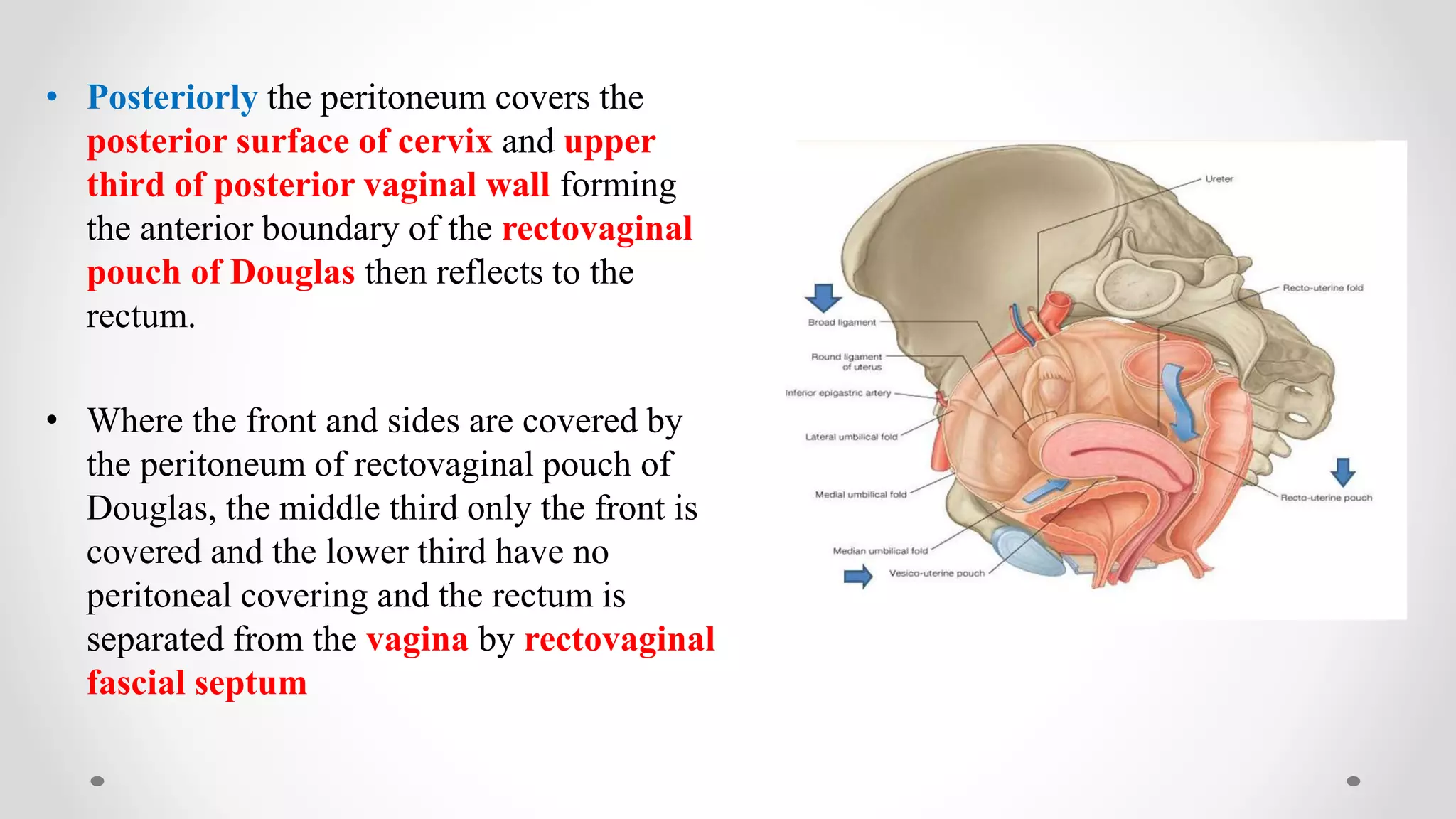 Anatomy and embryology of female reproductive system | PPTX