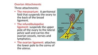 • The ovarian veins
begins in the
pumpiniform plexus
between the broad
ligament layers, the
right vein ends in the
inferio...